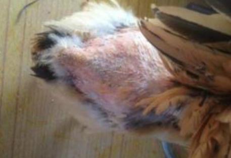 鸡虱病的最佳治疗方法,鸡虱怎么彻底根除