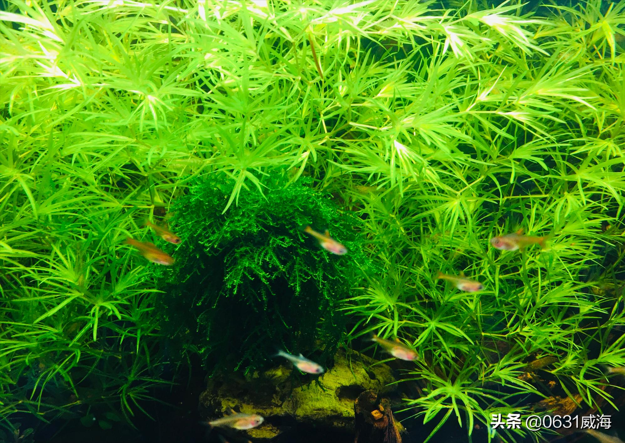 三合一水泵怎样工作,三合一小鱼缸水泵正确用法