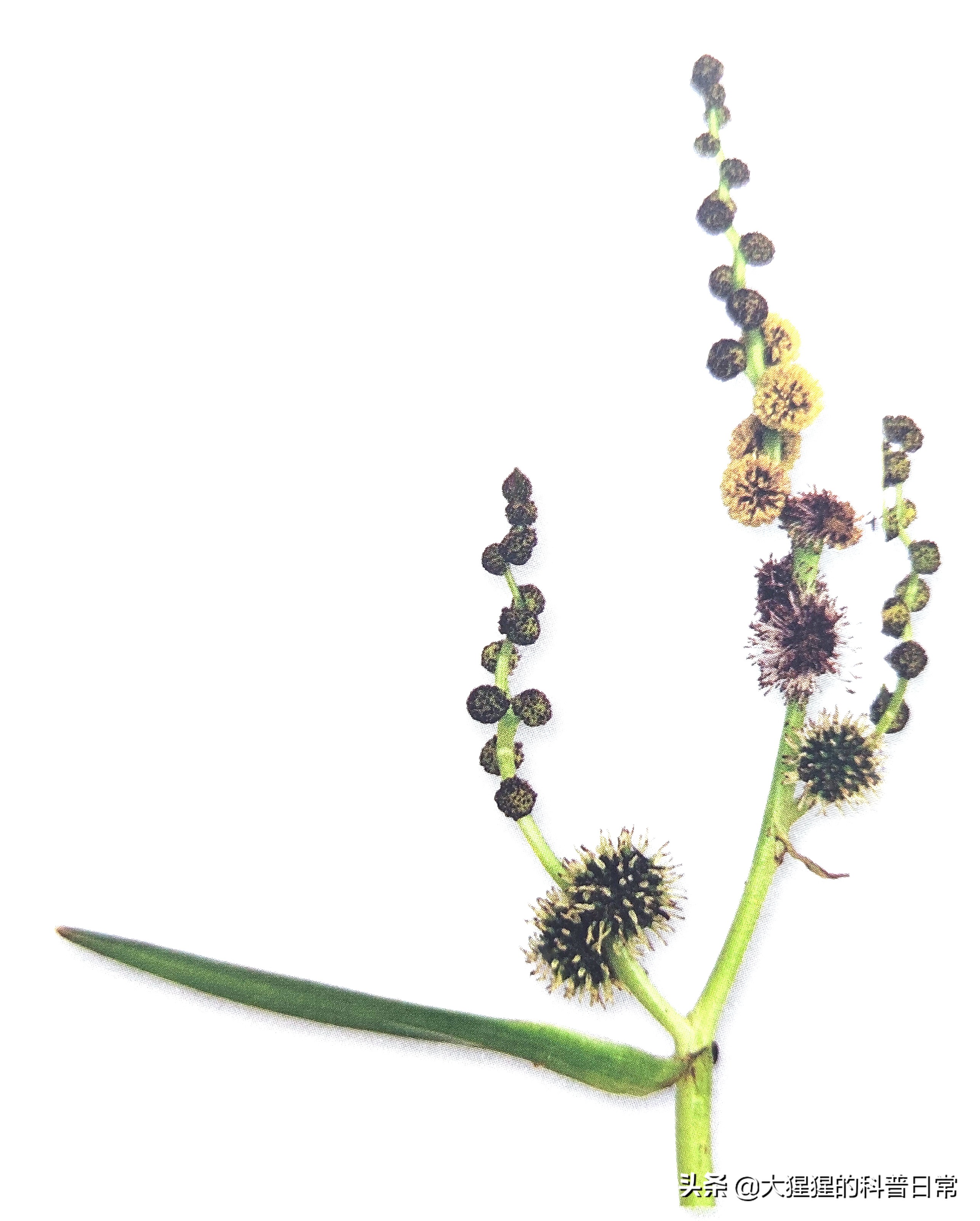 单子叶植物双子叶植物的简图,单子叶植物叶脉是什么