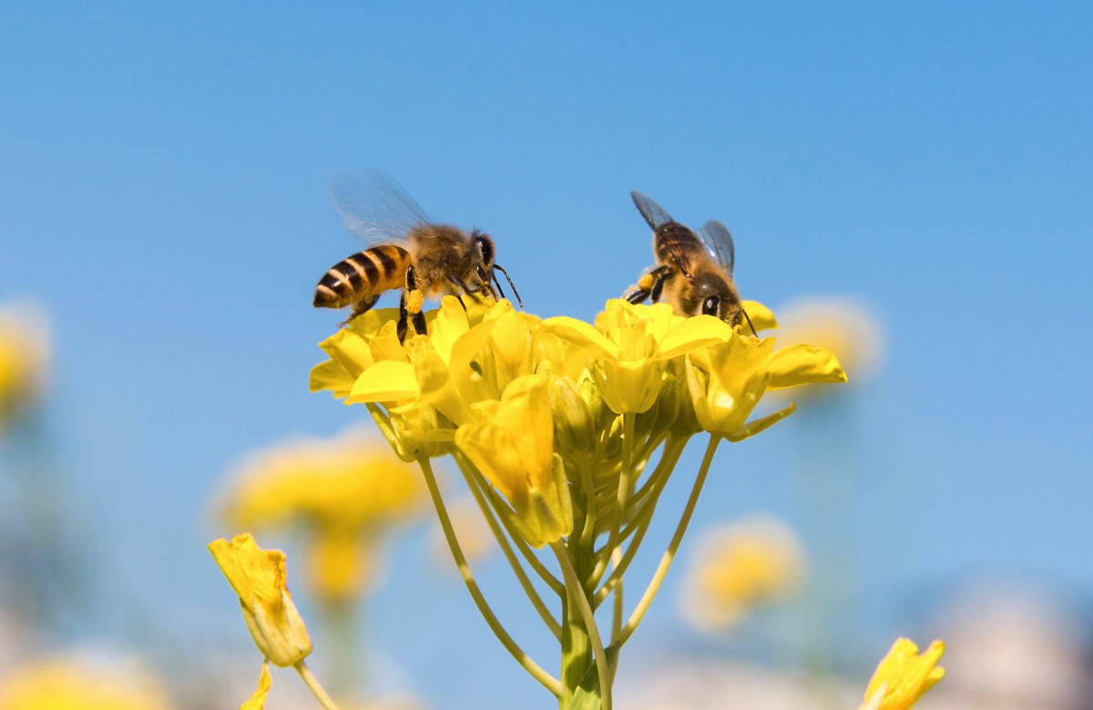 孩子被蜱虫咬头不长头发了,2岁宝宝被蜱虫咬后会哭闹吗