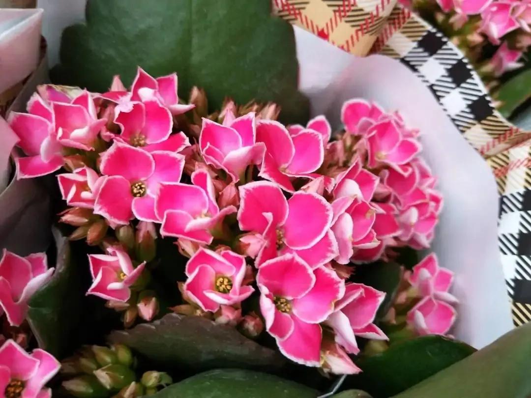 单瓣长寿花品种大全图,长寿花单瓣最好看的品种