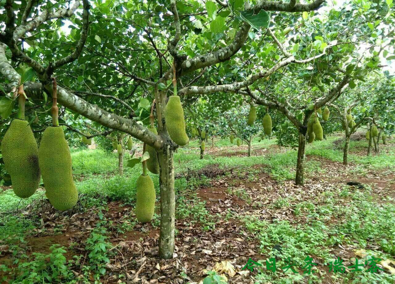 种植菠萝蜜怎样才能高产,菠萝蜜怎么种才高产