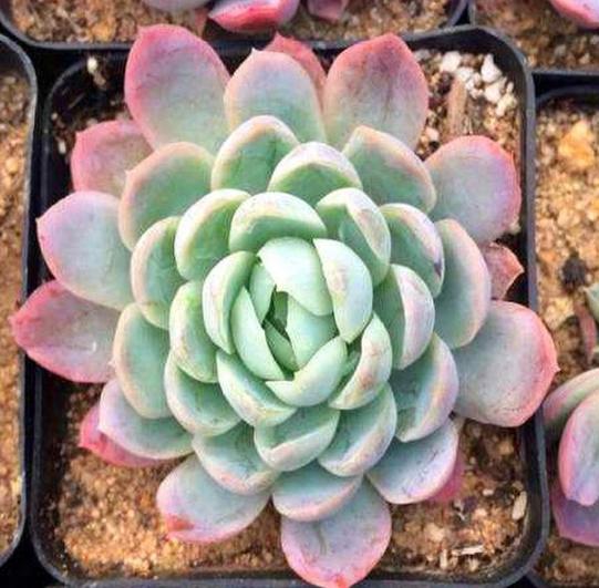 夏季冰玉多肉怎么养护,多肉冰梅夏天怎么养殖