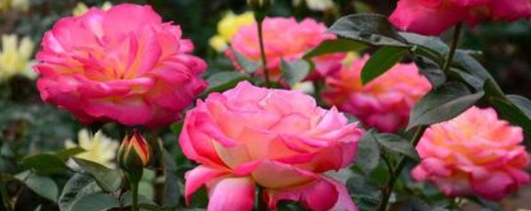 刚买的月季小苗要把花苞剪掉吗,月季小苗剪掉后叶片变小