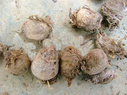 半夏病害该如何防治,半夏三熟种植技术