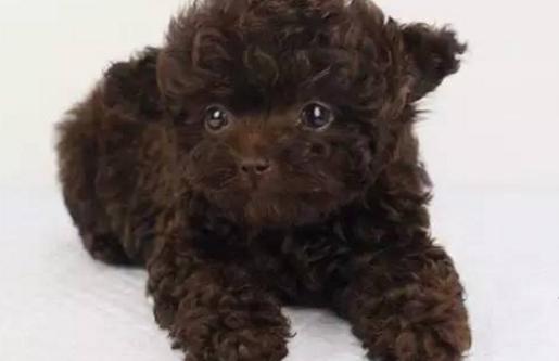 贵宾犬颜色分类图片,大家喜欢什么颜色的贵宾犬