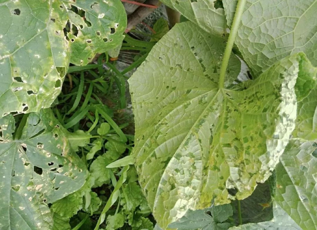 黄瓜瓜条病害图谱详解,黄瓜病害图谱和防治黄瓜药害