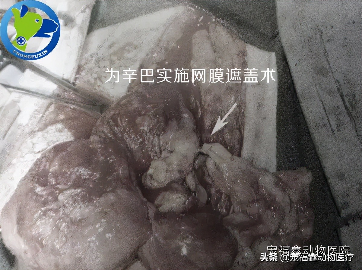 辛巴直播间卖货,辛巴为什么会火