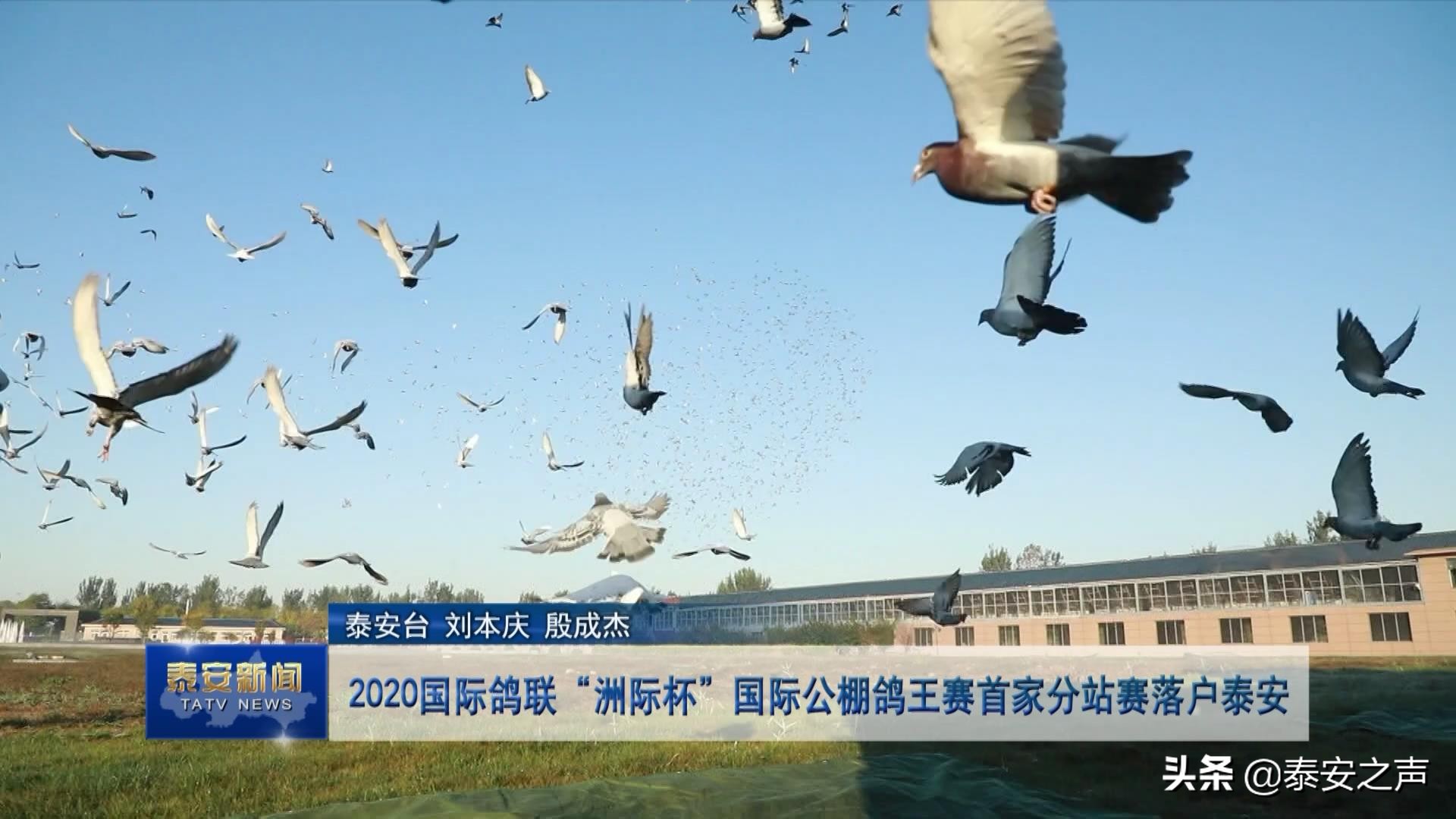 2020国际鸽联“洲际杯”国际公棚鸽王赛首家分站赛落户*安泰**