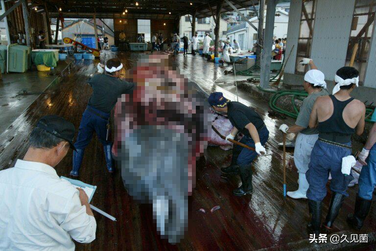 日本人为什么不放弃吃鲸鱼,日本捕鲸为什么不吃鲸肉