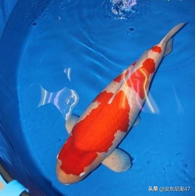 最昂贵的一条锦鲤,世界上最珍贵的锦鲤一条上千万元