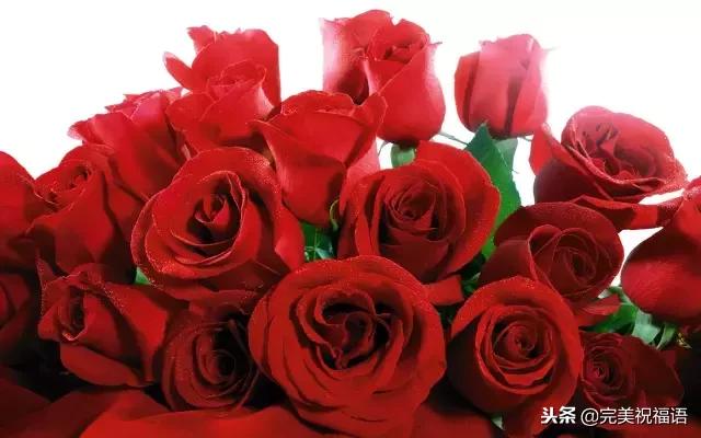 999玫瑰惊喜,999朵玫瑰生日礼物