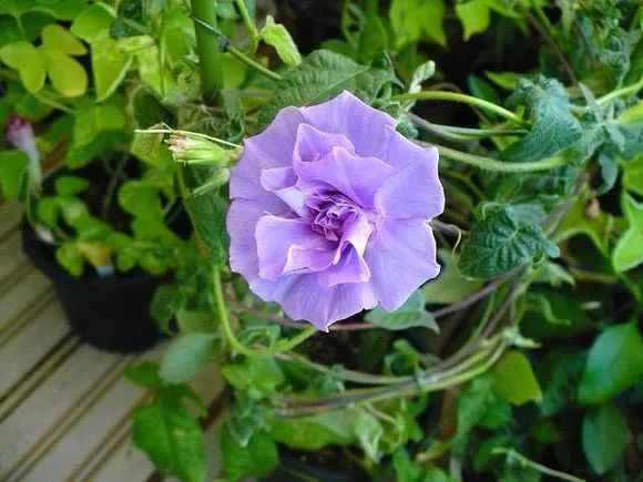 牵牛花到处都可以肆无忌惮的生长,不常见的品种,美出天际!