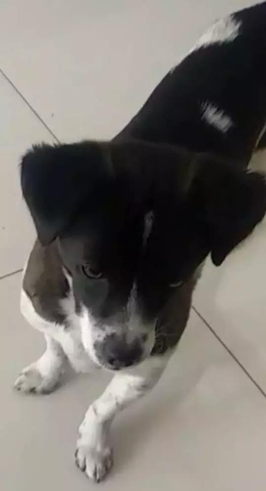 给它们一个家|线上宠物领养日,201903101