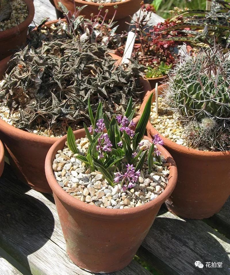 日本山野草缟缦穗，形态小巧可爱，花*诱色**人，好养易活！