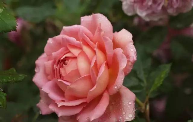 玫瑰有几种品种图片及名称,玫瑰品种分类名称及图片介绍