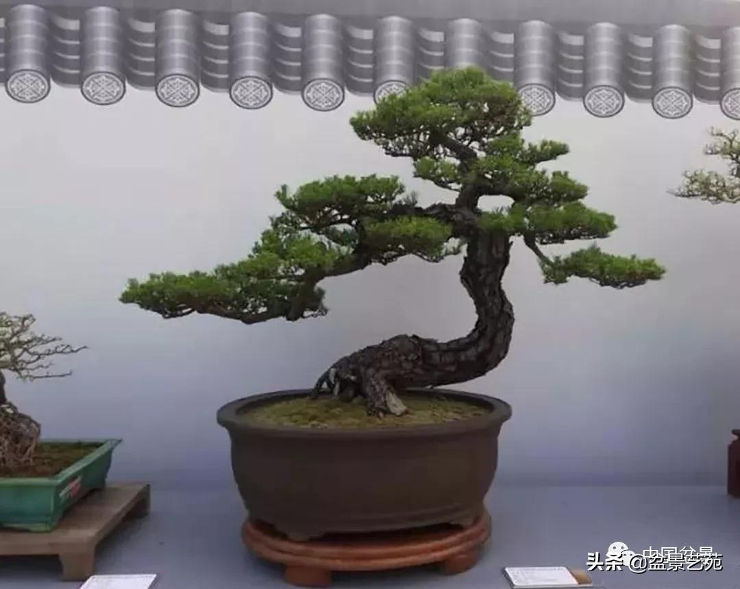 学盆景入门教程书,学习盆景制作视频