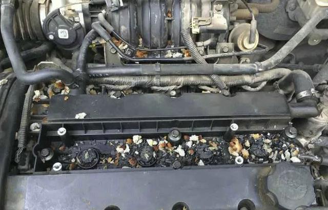 发动机舱有老鼠怎么办清洗多少钱,发动机舱有老鼠出没怎么办