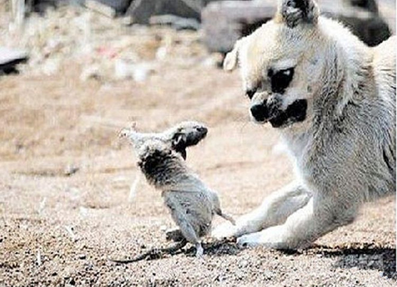 先是被骂“耗子”，然后又被叫做“牛”，且看中国人的动物情结