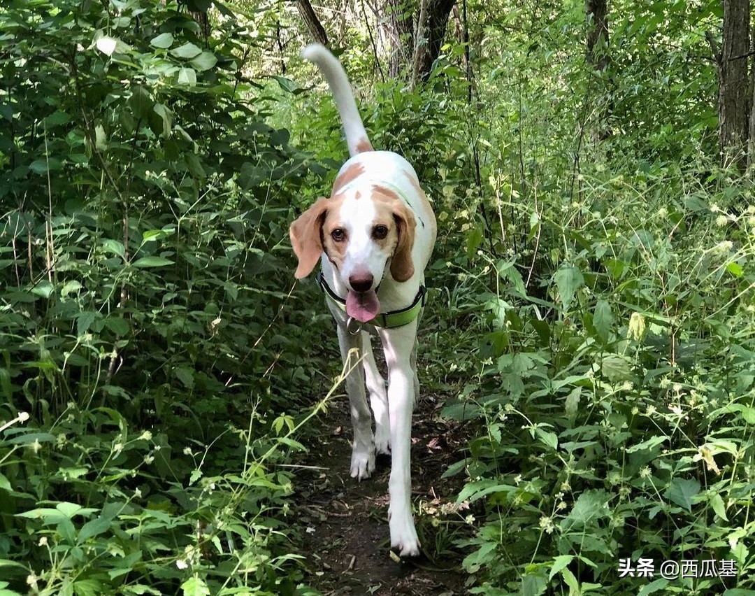 三岁的狗狗在家随地大小便怎么办,庭院散养狗狗怎么纠正随地大小便