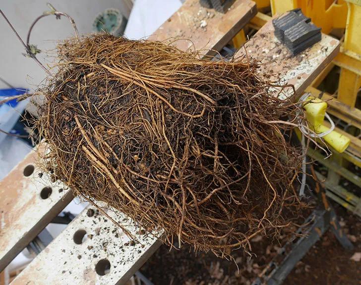 铁线莲春季萌芽后肥水管理,铁线莲大苗春季换盆的正确方法