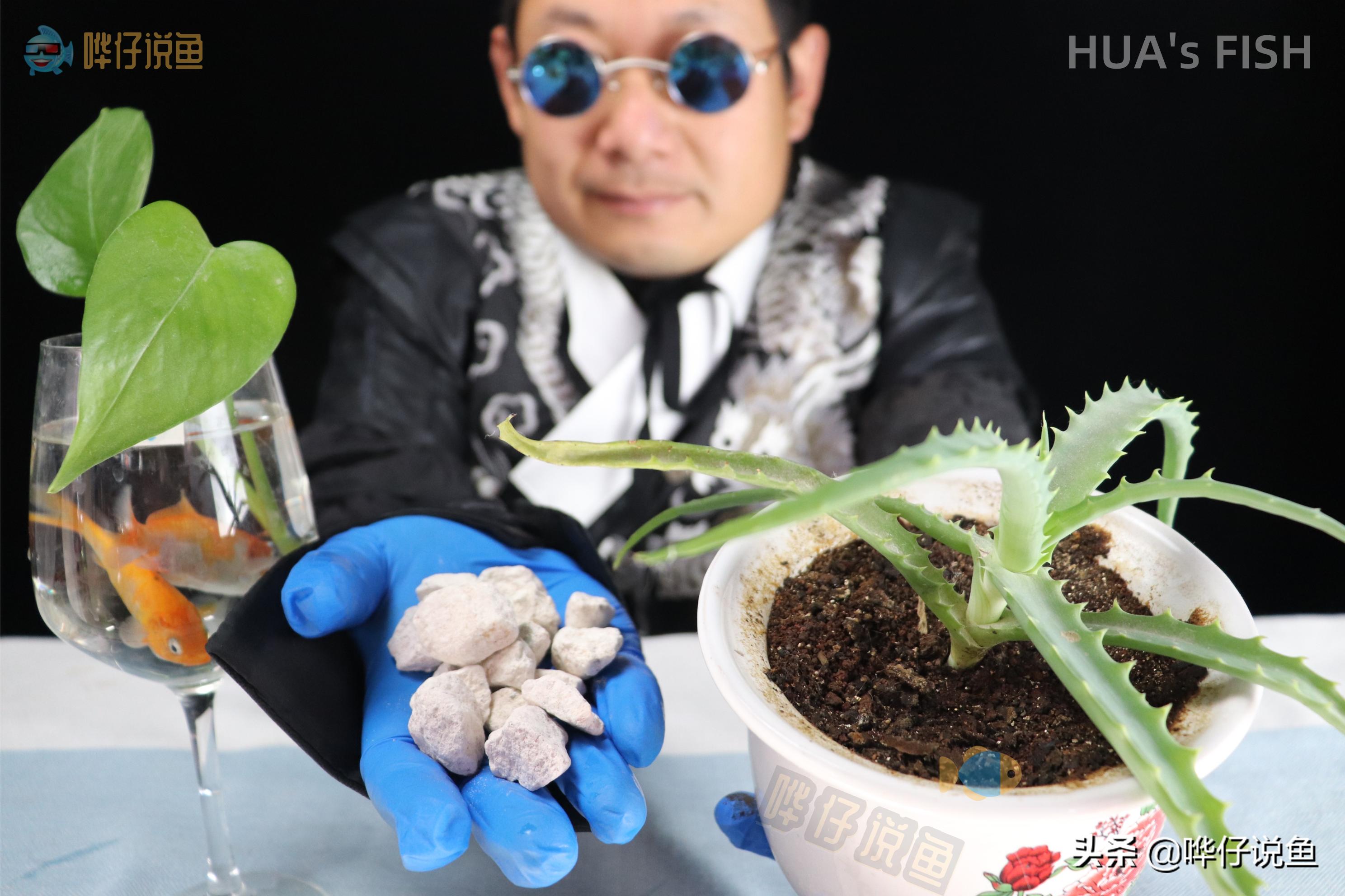 给鱼缸里的鱼换水正确步骤,热带观赏鱼鱼缸换水正确方法