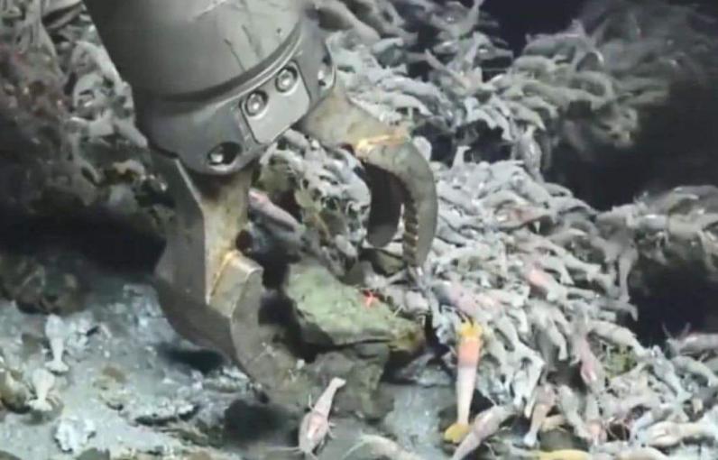 这只煮不熟的虾，生猛高能，竟难倒一众神厨