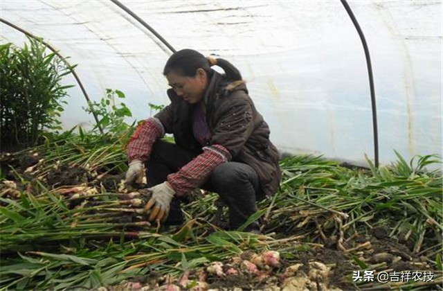 生姜种植怎么预防病虫害,生姜的栽培技术及病虫害防治方法