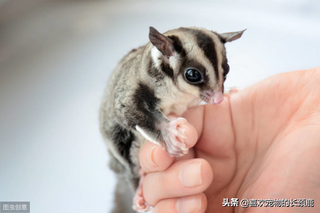 蜜袋鼯怎么养更容易上手,小蜜袋鼯有什么注意事项