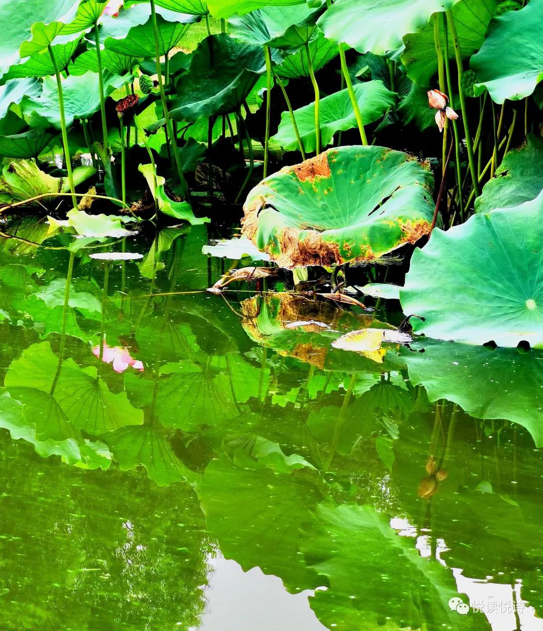 强迫症患者,强迫症张仲景