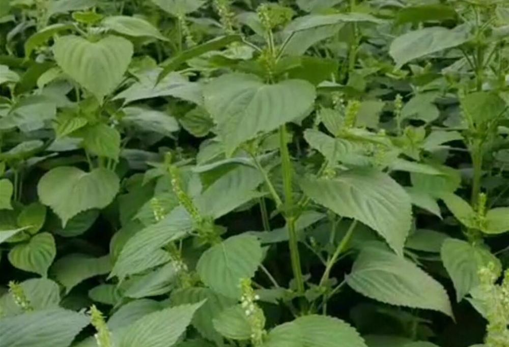 “吉报彩练”帮您办！粉条润滑米饭香，苏籽苏油有营养