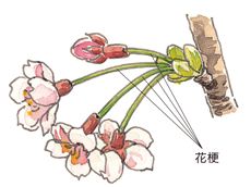 桃花杏花梨花海棠,桃花海棠梨花樱花的区别