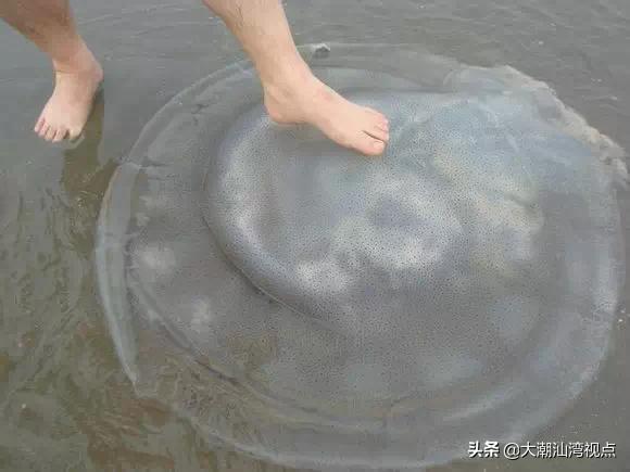 作为潮汕人，这89种海鲜你都能对上号吗