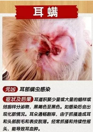 狗狗十种皮肤病,狗狗得了皮肤病看兽医