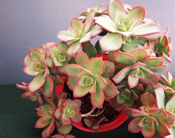 多肉根部化水怎么办,多肉杆子化水怎么回事