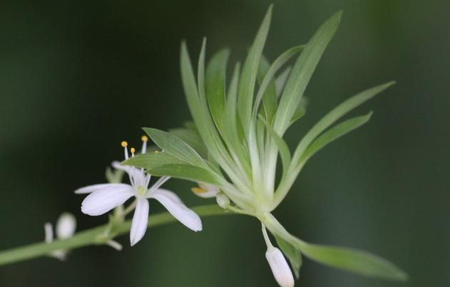 冻蔫的吊兰怎么补救,吊兰枯萎变黄需要剪掉吗