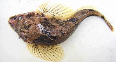 最贵人工养殖的十大淡水鱼排名,中国最贵的淡水鱼多少钱一斤