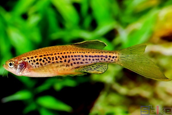 豹纹斑马鱼是什么鱼种,豹纹蝶翼荧光绿斑马鱼