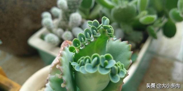 多肉爆侧芽怎么处理？看完这三种方法，你心里就有数了