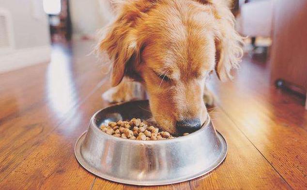 狗狗必备的5种玩具,狗狗最爱的玩具排行榜