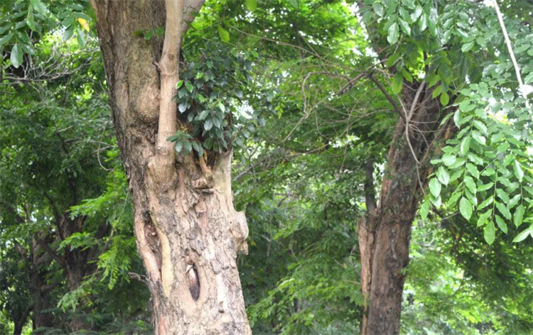 什么木材算是檀木树种,属于檀木的树都有什么