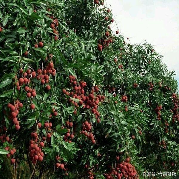 中国荔枝第一镇的荔枝树,高州评为十大水果之乡