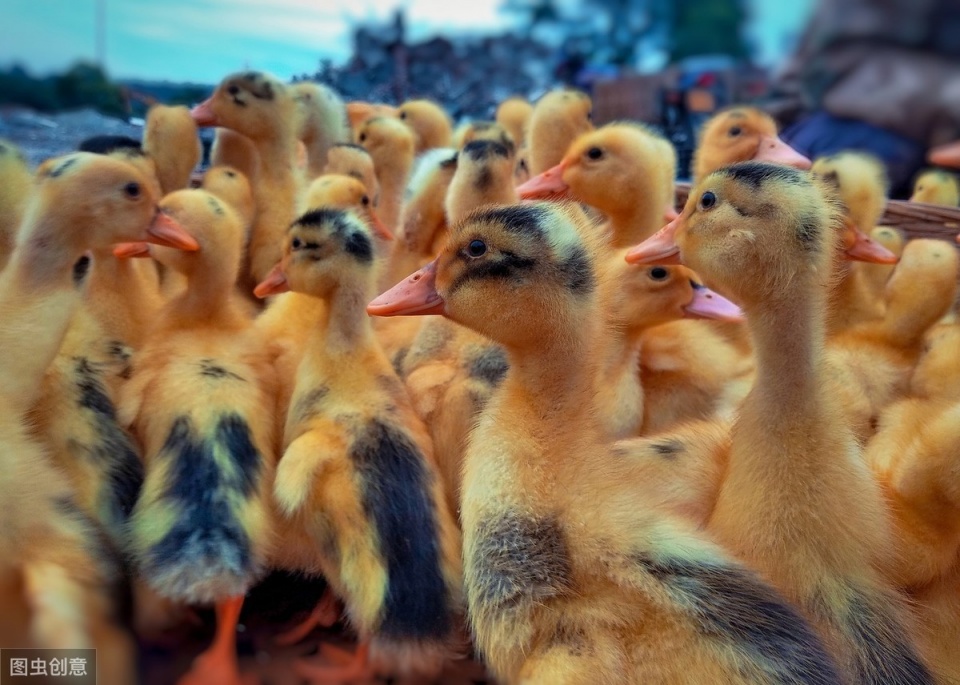 鸭鹅瘫痪最快的恢复方法,鸭瘫痪的最佳治疗方法