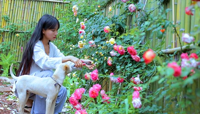 李子柒挖竹笋全过程视频,李子柒制作春笋视频