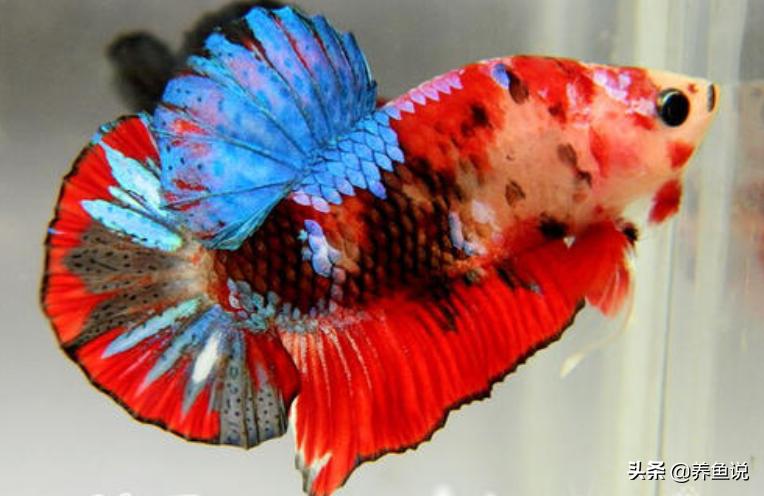 泰国斗鱼孵化后几天取出公斗鱼,中国斗鱼和泰国斗鱼能一起养吗