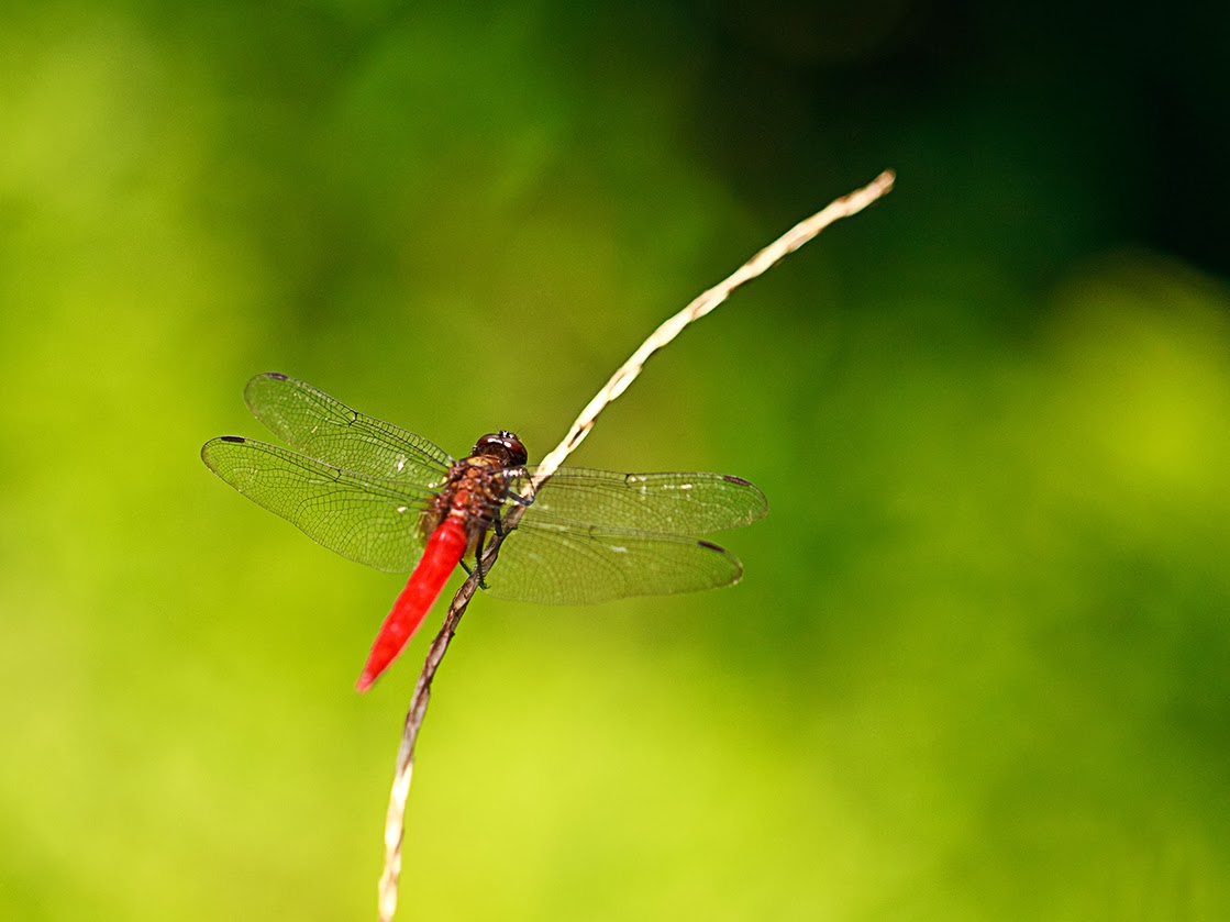 拍的照片打印出来不清晰怎么办,拍照的图片不平整怎么打印清晰