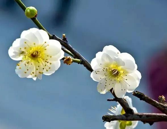 语文人教版九年级上册知识总结,九年级上册语文复习重点课件