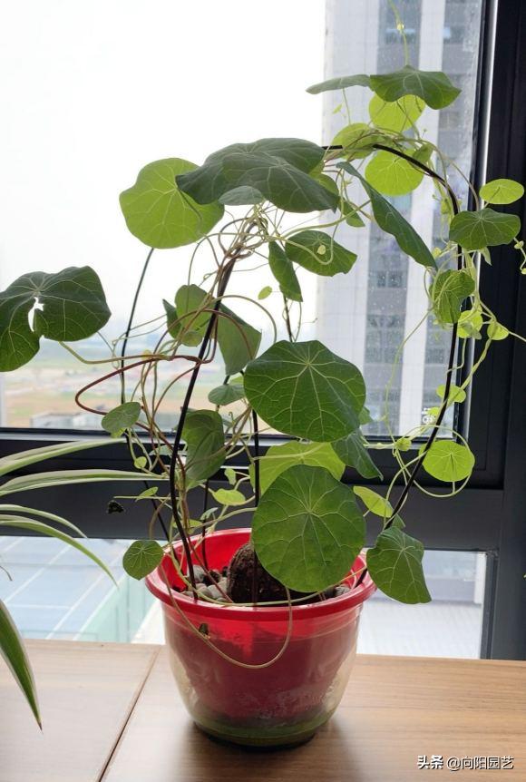 山乌龟养几年开花,养乌龟跟绿萝