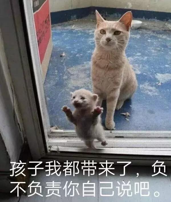 福懋动物医院香港路分院,福懋动物诊所猫咪疫苗