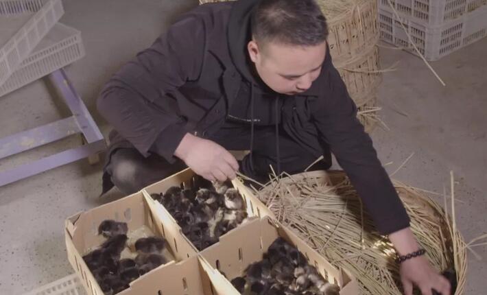 农村小伙养了十只黑鸡,回乡养本地黑鸡的90后小伙